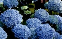 Big Daddy Hydrangea - 3 Gallon Pot -Plant Lover House Shop Hydrangea Big Daddy 3