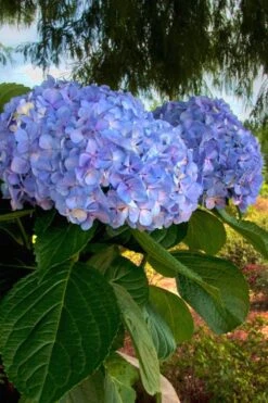 Big Daddy Hydrangea - 3 Gallon Pot -Plant Lover House Shop Hydrangea Big Daddy 500x750 4