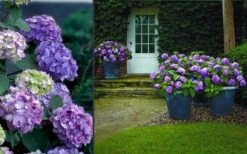 Bloomstruck Endless Summer Hydrangea - 2 Gallon Pot 12 Bloomstruck Endless Summer Hydrangea - 2 Gallon Pot -Plant Lover House Shop Hydrangea Bloomstruck 2