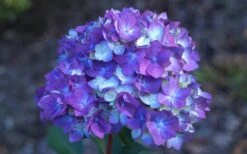 Bloomstruck Endless Summer Hydrangea - 3 Gallon Pot -Plant Lover House Shop Hydrangea Bloomstruck Bloom 1