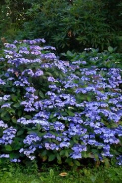 Blue Wave Lacecap Hydrangea - 3 Gallon Pot -Plant Lover House Shop Hydrangea Blue Wave 1