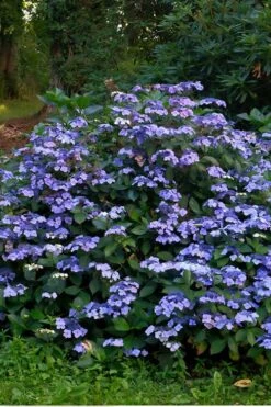 Blue Wave Lacecap Hydrangea - 3 Gallon Pot -Plant Lover House Shop Hydrangea Blue Wave 3