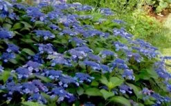Bluebird Hydrangea - 3 Gallon Pot -Plant Lover House Shop Hydrangea Bluebird 3
