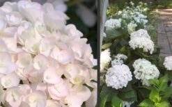 Blushing Bride Endless Summer Hydrangea - 1 Gallon Pot -Plant Lover House Shop Hydrangea Blushing Bride 1