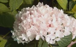 Blushing Bride Endless Summer Hydrangea - 2 Gallon Pot -Plant Lover House Shop Hydrangea Blushing Bride 2