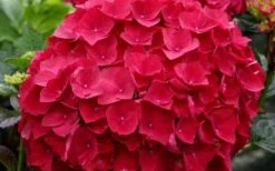 Cardinal Red Hydrangea - 6 Pack Of 1 Gallon Pots -Plant Lover House Shop Hydrangea Cardinal