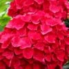 Cardinal Red Hydrangea - 3 Gallon Pot 1 Cardinal Red Hydrangea - 3 Gallon Pot -Plant Lover House Shop Hydrangea Cardinal Red BS 2