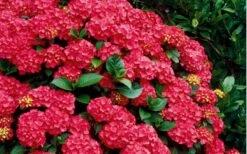 Cardinal Red Hydrangea - 3 Gallon Pot -Plant Lover House Shop Hydrangea Cardinal Shrub In Bloom 2