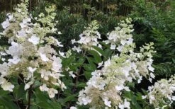 Kyushu Hydrangea - 3 Gallon Pot -Plant Lover House Shop Hydrangea Chantilly Lace 1