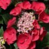 Cherry Explosion Hydrangea - 3 Gallon Pot -Plant Lover House Shop Hydrangea Cherry Explosion 1