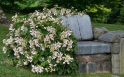 Pink Climbing Hydrangea - Schizophragma Hydrangeoides`Roseum' - 2 Gallon Pot -Plant Lover House Shop Hydrangea Climbing Pink 14
