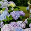 Dear Dolores Hydrangea - 3 Gallon Pot -Plant Lover House Shop Hydrangea Dear Delores 500x750 2