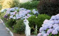 Dear Dolores Hydrangea - 2 Gallon Pot -Plant Lover House Shop Hydrangea Dear Dolores Garden Planting 2