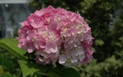 Dear Dolores Hydrangea - 2 Gallon Pot -Plant Lover House Shop Hydrangea Dear Dolores Pink 2