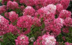Diamond Rouge Hydrangea - 3 Gallon Pot -Plant Lover House Shop Hydrangea Diamond Rouge 7