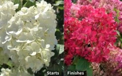 Diamond Rouge Hydrangea - 3 Gallon Pot -Plant Lover House Shop Hydrangea Diamond Rouge 8