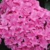 Double Delights Perfection Hydrangea - 2 Gallon Pot 1 Double Delights Perfection Hydrangea - 2 Gallon Pot -Plant Lover House Shop Hydrangea Double DEelights Perfection 2