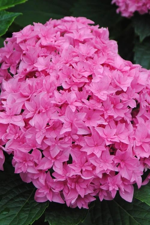 Double Delights Perfection Hydrangea - 2 Gallon Pot 3 Double Delights Perfection Hydrangea - 2 Gallon Pot