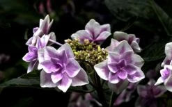 Double Delights Stargazer Hydrangea - 3 Gallon Pot -Plant Lover House Shop Hydrangea Double Delights Stargazer 5