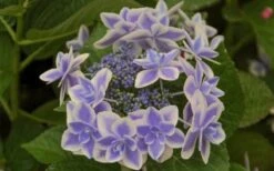 Double Delights Stargazer Hydrangea - 3 Gallon Pot -Plant Lover House Shop Hydrangea Double Delights Stargazer 6