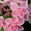 Double Delights Stargazer Hydrangea - 3 Gallon Pot -Plant Lover House Shop Hydrangea Double Delights Stargazer 8