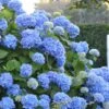 Endless Summer Hydrangea Original - 1 Gallon Pot -Plant Lover House Shop Hydrangea Endless Summer 500x750 2