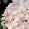 Blushing Bride Endless Summer Hydrangea - 1 Gallon Pot -Plant Lover House Shop Hydrangea Endless Summer Blushing Bride 500x750 2