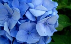 Endless Summer Hydrangea Original - 1 Gallon Pot -Plant Lover House Shop Hydrangea Endless Summer Closeup 2 1