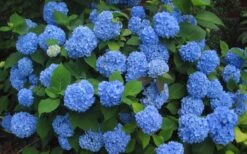 Endless Summer Hydrangea Original - 3 Gallon Pot -Plant Lover House Shop Hydrangea Endless Summer Closeup 3