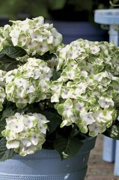 Everlasting Noblesse Hydrangea - 3 Gallon Pot -Plant Lover House Shop Hydrangea Everlasting Noblesse 1