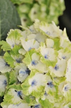 Everlasting Noblesse Hydrangea - 3 Gallon Pot -Plant Lover House Shop Hydrangea Everlasting Noblesse 3