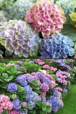 Everlasting Revolution Hydrangea - 1 Gallon Pot -Plant Lover House Shop Hydrangea Everlasting Revolution 2