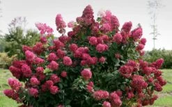 Fire Light Hydrangea - Single Trunk Topiary Tree - 5 Gallon Pot -Plant Lover House Shop Hydrangea Fire Light 1 1