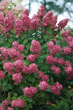 Fire Light Hydrangea - 3 Gallon Pot 11 Fire Light Hydrangea - 3 Gallon Pot -Plant Lover House Shop Hydrangea Fire Light 2