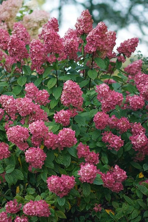 Fire Light Hydrangea - 3 Gallon Pot 7 Fire Light Hydrangea - 3 Gallon Pot - Image 5