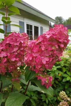 Fire Light Hydrangea - Single Trunk Topiary Tree - 5 Gallon Pot -Plant Lover House Shop Hydrangea Fire Light 3 1