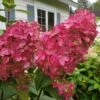 Fire Light Hydrangea - 3 Gallon Pot -Plant Lover House Shop Hydrangea Fire Light 3