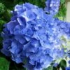 Glory Blue Hydrangea - 3 Gallon Pot 1 Glory Blue Hydrangea - 3 Gallon Pot -Plant Lover House Shop Hydrangea Glory Blue 10