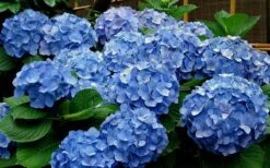 Glory Blue Hydrangea - 1 Gallon Pot -Plant Lover House Shop Hydrangea Glory Blue 11 1