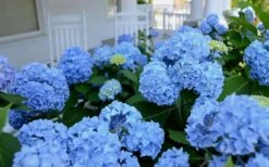 Nikko Blue Hydrangea - 2 Gallon Pot -Plant Lover House Shop Hydrangea Glory Blue Shrub 2 2