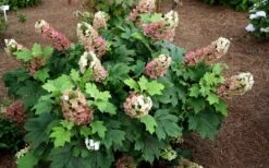 Jetstream Oakleaf Hydrangea - 3 Gallon Pot -Plant Lover House Shop Hydrangea Jetstream 5