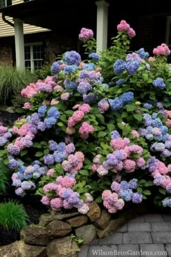 L.A. Dreamin Hydrangea - 3 Gallon Pot -Plant Lover House Shop Hydrangea LA Dreamin 5 1