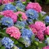 L.A. Dreamin Hydrangea - 3 Gallon Pot