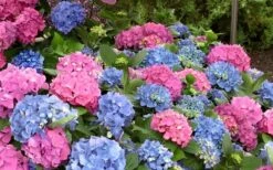 L.A. Dreamin Hydrangea - 3 Gallon Pot -Plant Lover House Shop Hydrangea LA Dreamin Blooms 1