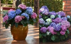 L.A. Dreamin' Hydrangea - 2 Gallon Pot -Plant Lover House Shop Hydrangea LA Dreamin Blooms 2