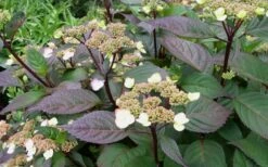 Lady In Red Hydrangea - 3 Gallon Pot -Plant Lover House Shop Hydrangea Lady In Red Budded