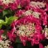 Lady In Red Hydrangea - 3 Gallon Pot -Plant Lover House Shop Hydrangea Lady in Red 500x750 1