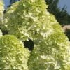 Limelight PeeGee Hydrangea - 2.5 Gallon Pot -Plant Lover House Shop Hydrangea Limelight 101 2
