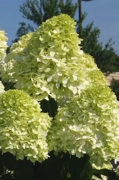 Limelight PeeGee Hydrangea - 7 Gallon Pot (3-4') -Plant Lover House Shop Hydrangea Limelight 101