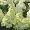 Limelight PeeGee Hydrangea - 7 Gallon Pot (3-4') -Plant Lover House Shop Hydrangea Limelight 107